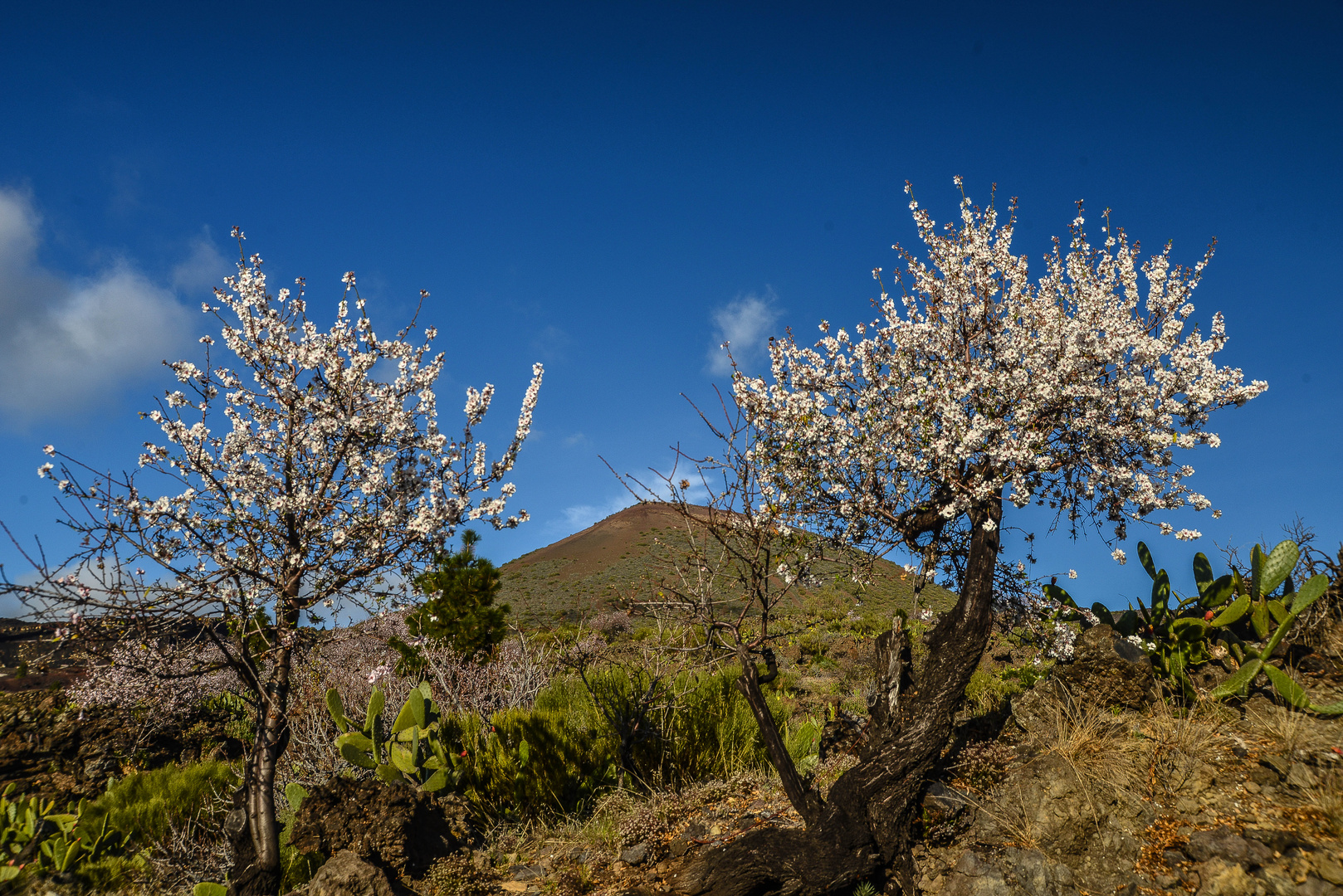 Mandelblüte bei Santiago del Teide - Teneriffa