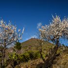 Mandelblüte bei Santiago del Teide - Teneriffa