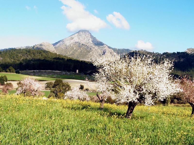 Mandelblüte beim Galatzo