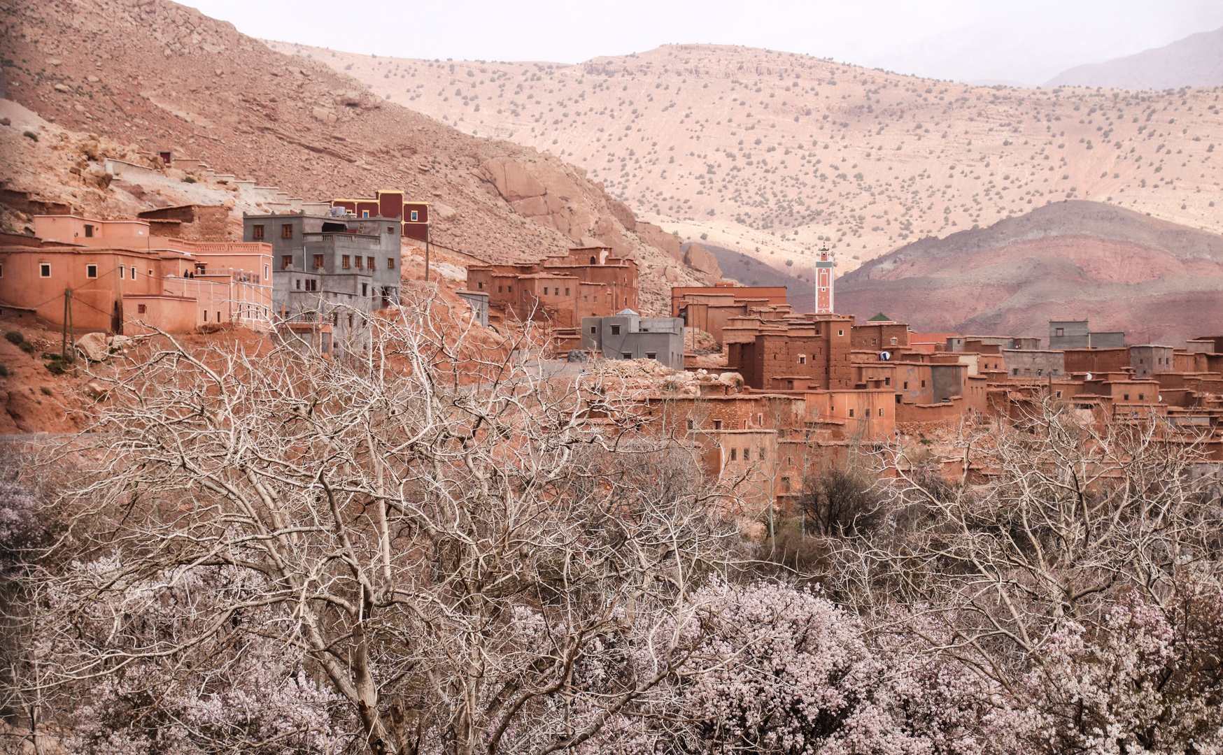 Mandelbluete Berge Kasbah maroc 