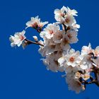 Mandelblüte blau-weiss