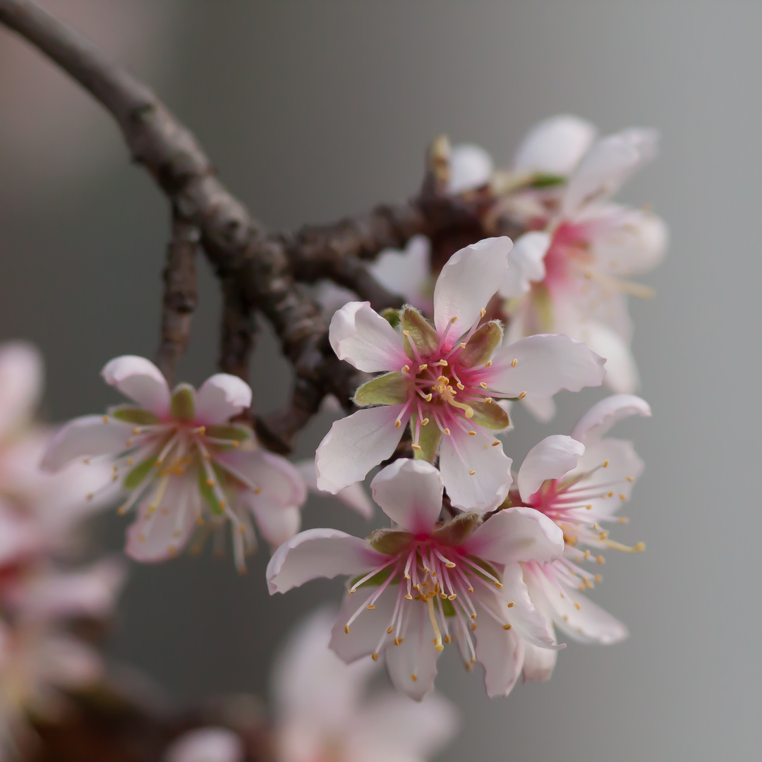 Mandelblüte