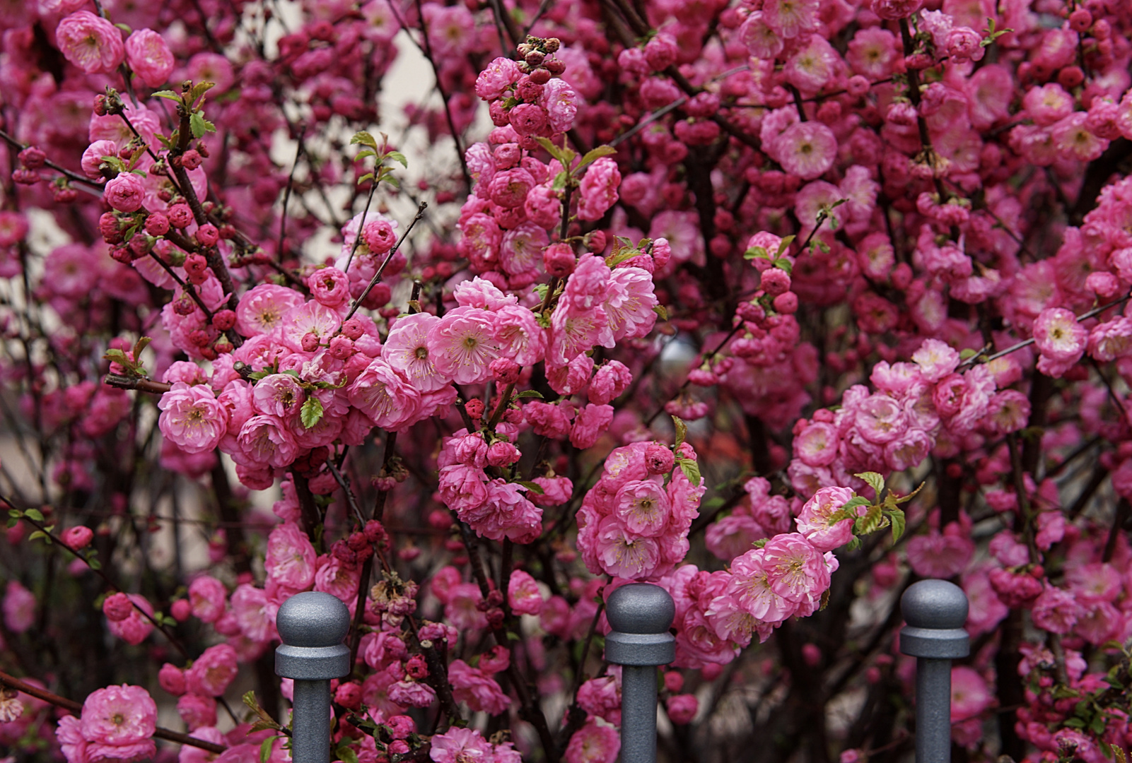 Mandelblüte