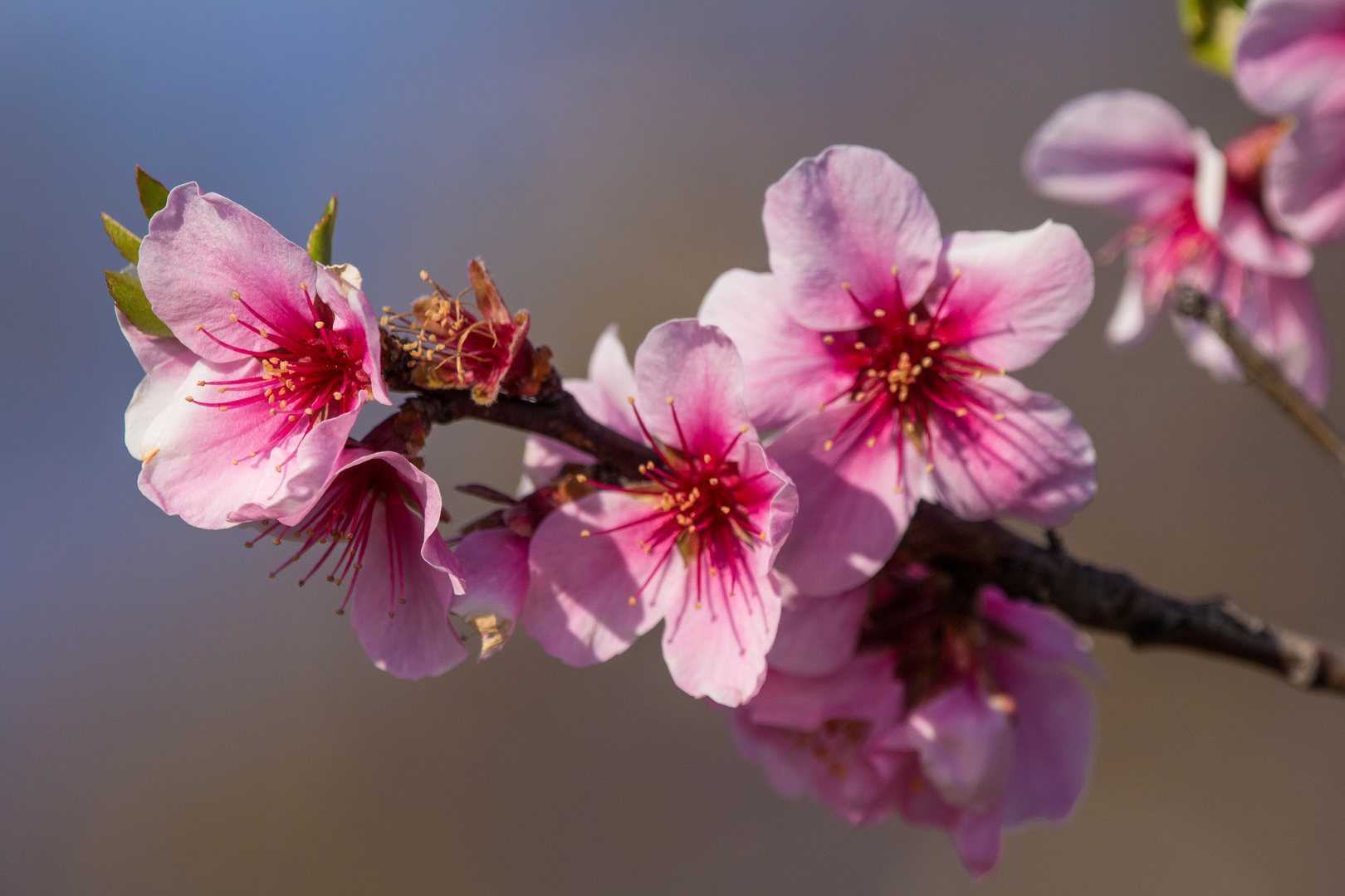 Mandelblüte