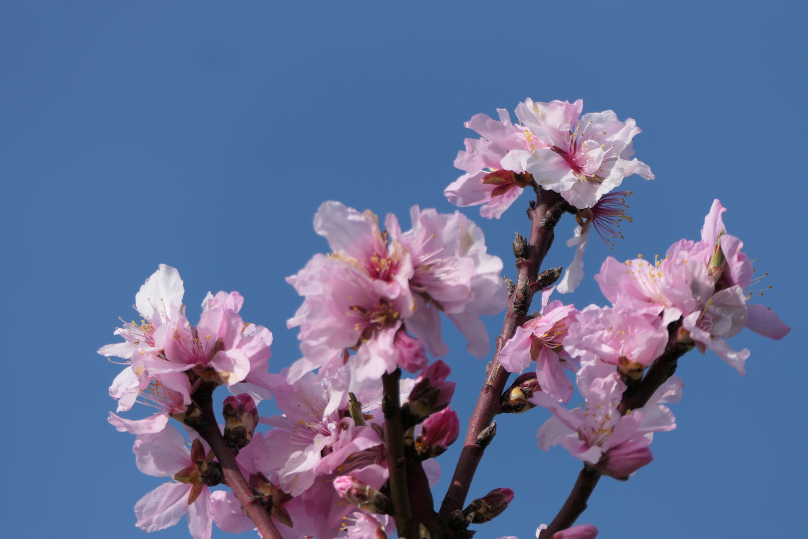 Mandelblüte