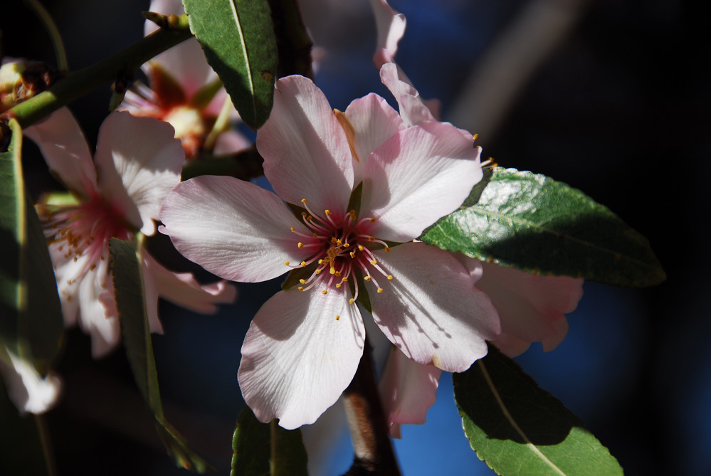 Mandelblüte