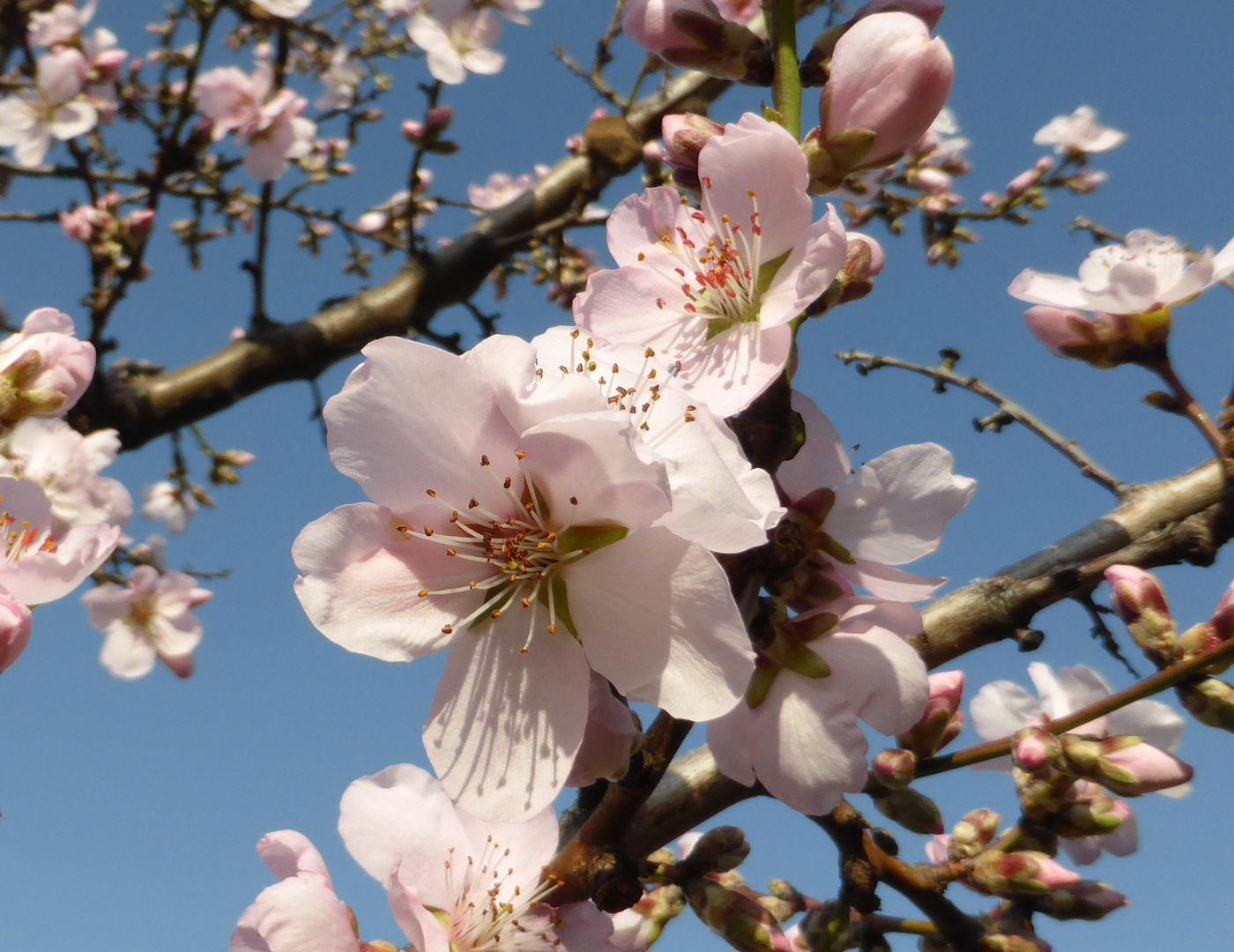 Mandelblüte