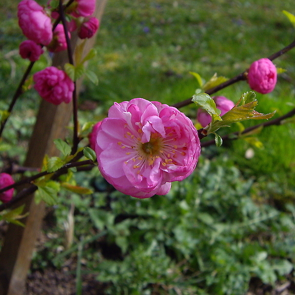 Mandelblüte