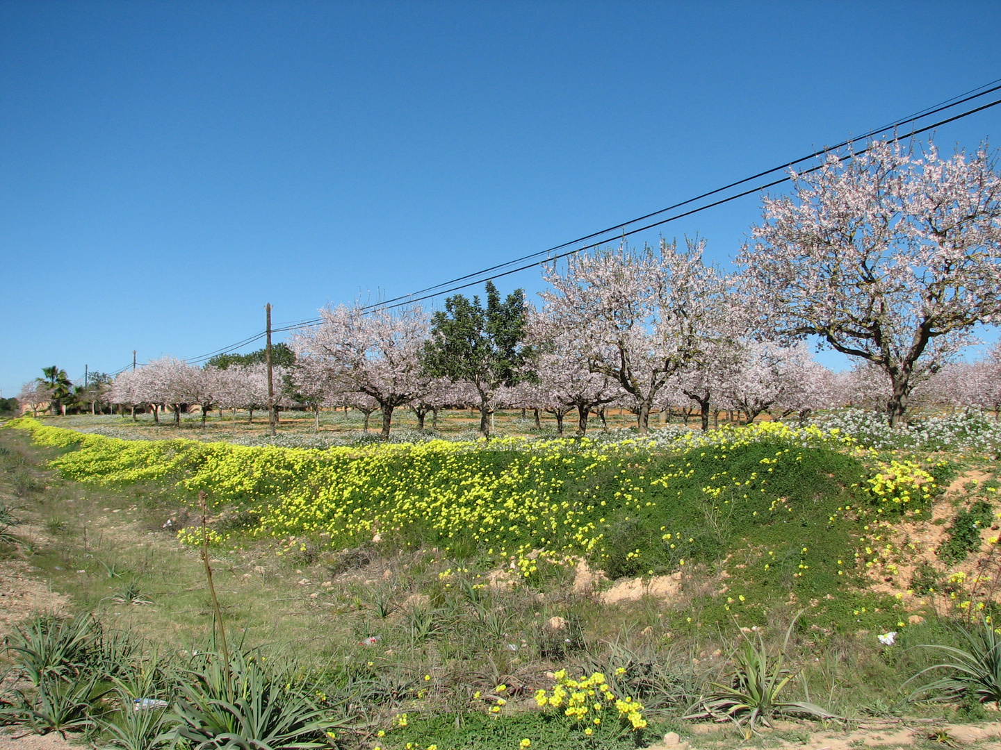 Mandelblüte