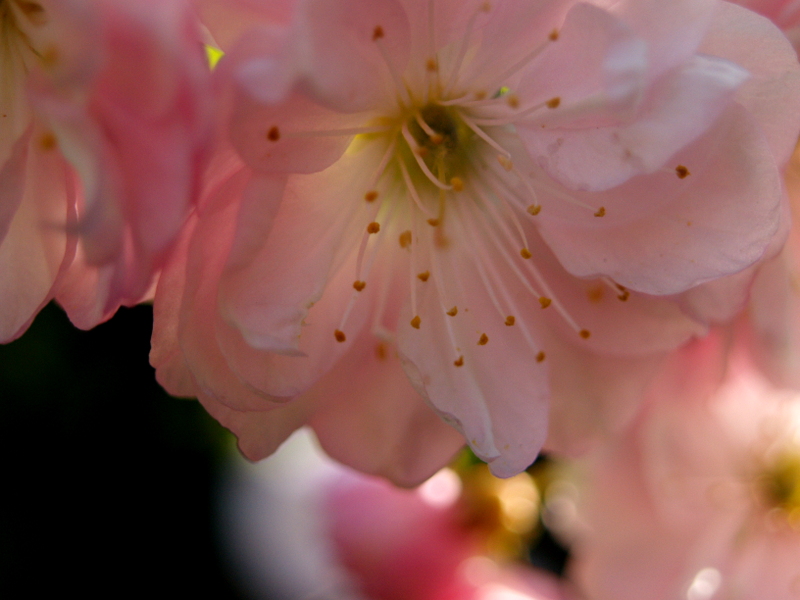 Mandelblüte