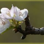 Mandelblüte