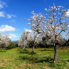 Mandelblüte