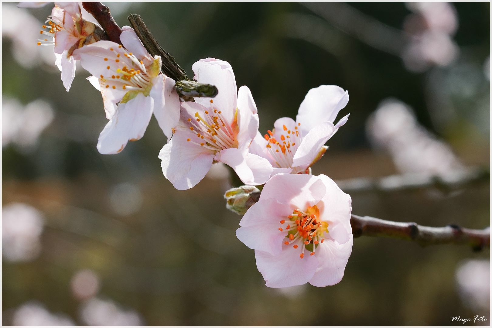 Mandelblüte