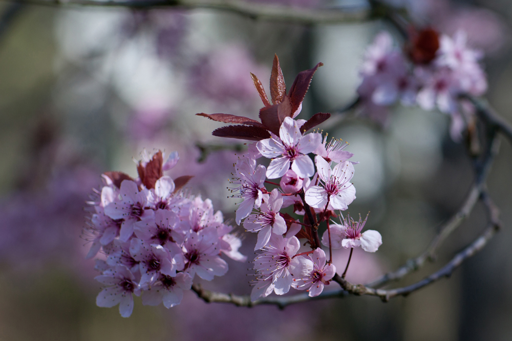 Mandelblüte