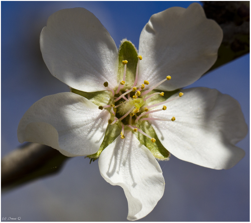 Mandelblüte