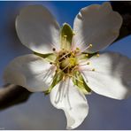 Mandelblüte