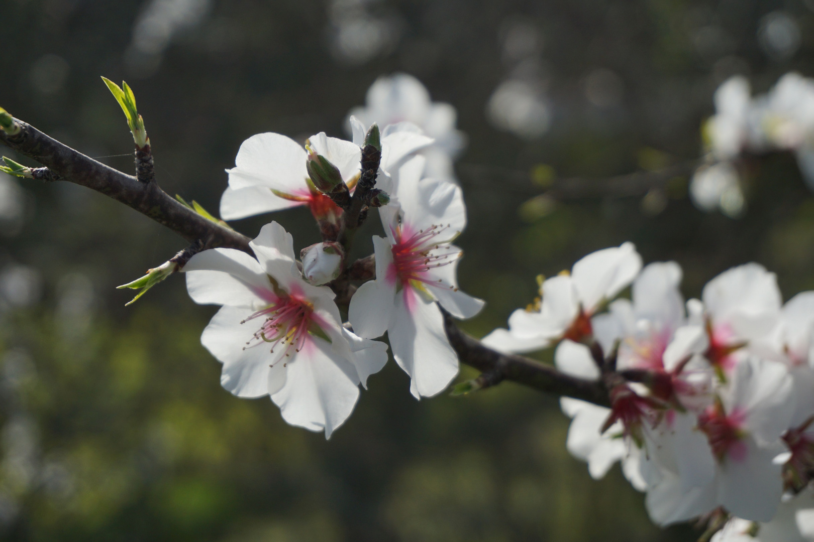 Mandelblüte