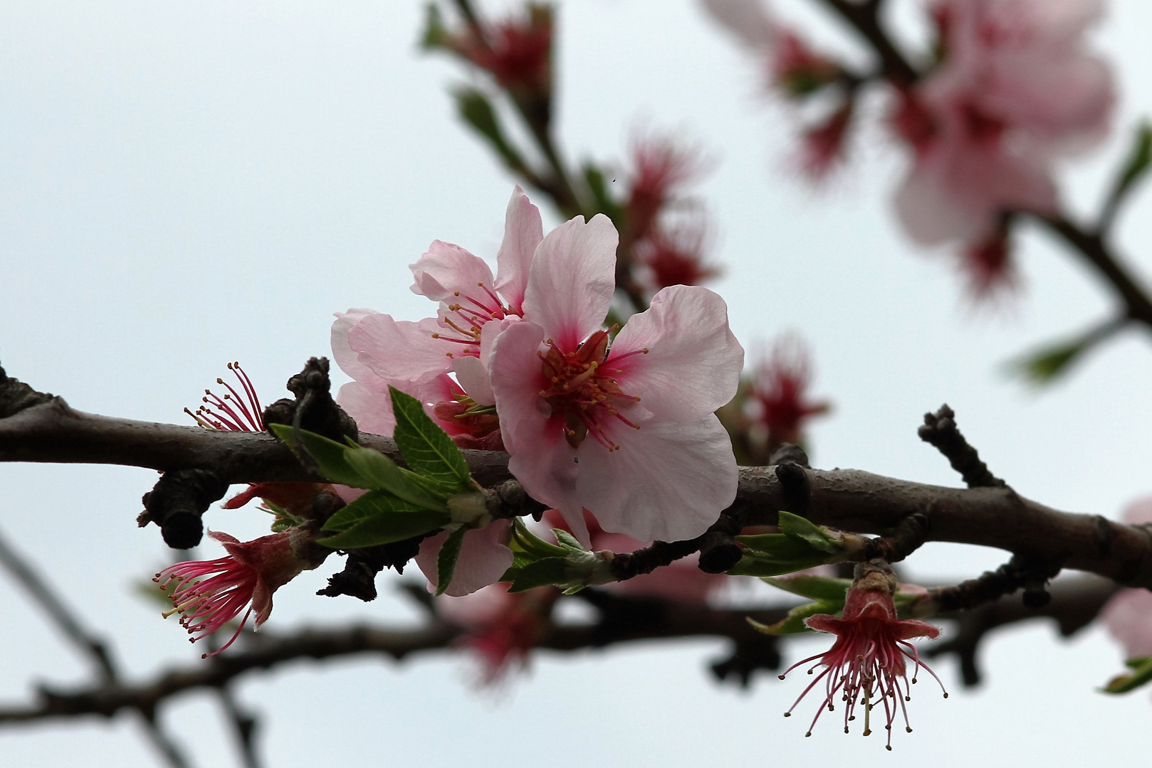 Mandelblüte