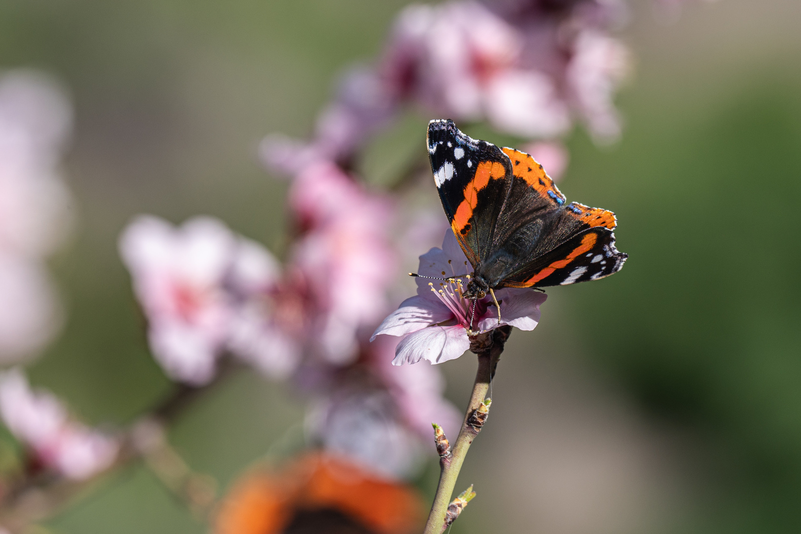 Mandelblüte