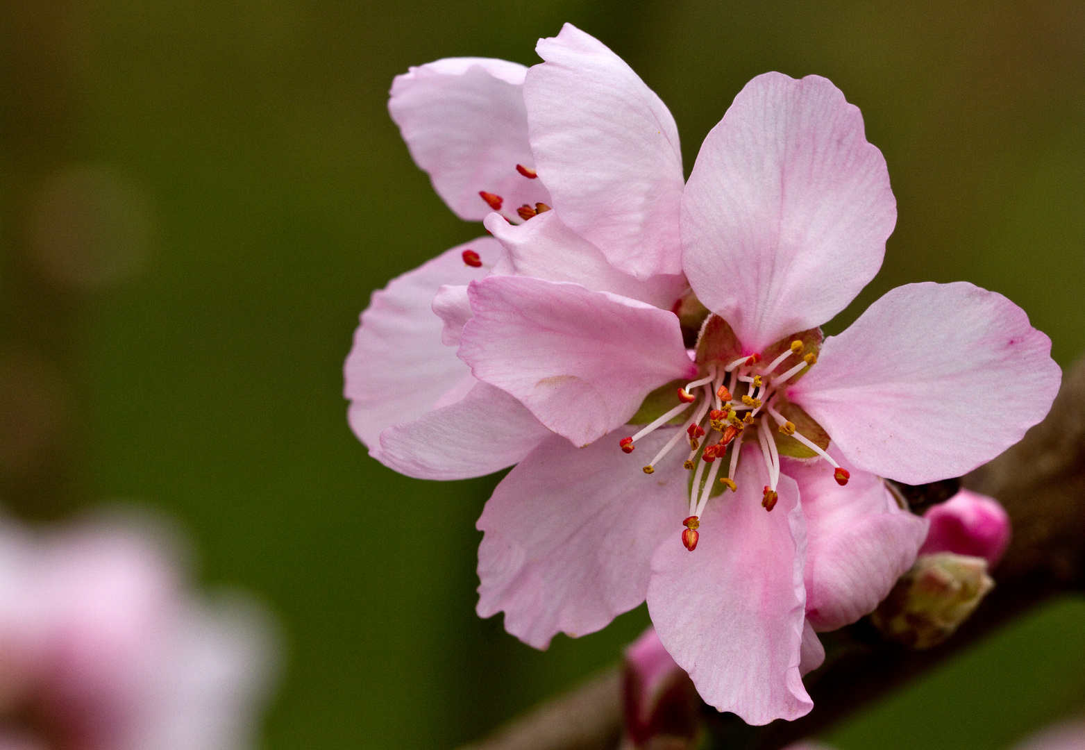 Mandelblüte