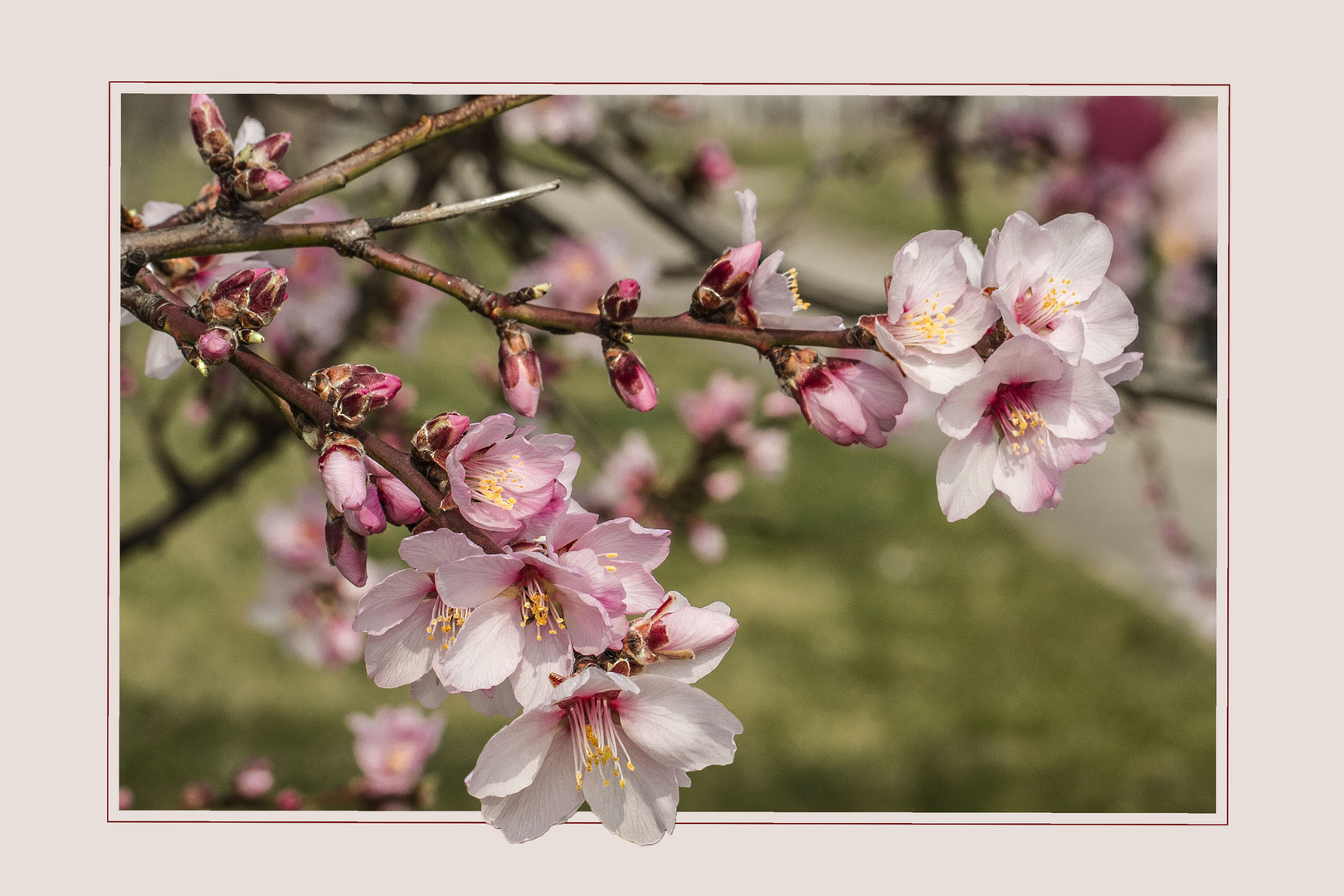 MANDELBLÜTE