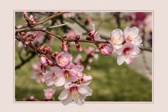 MANDELBLÜTE