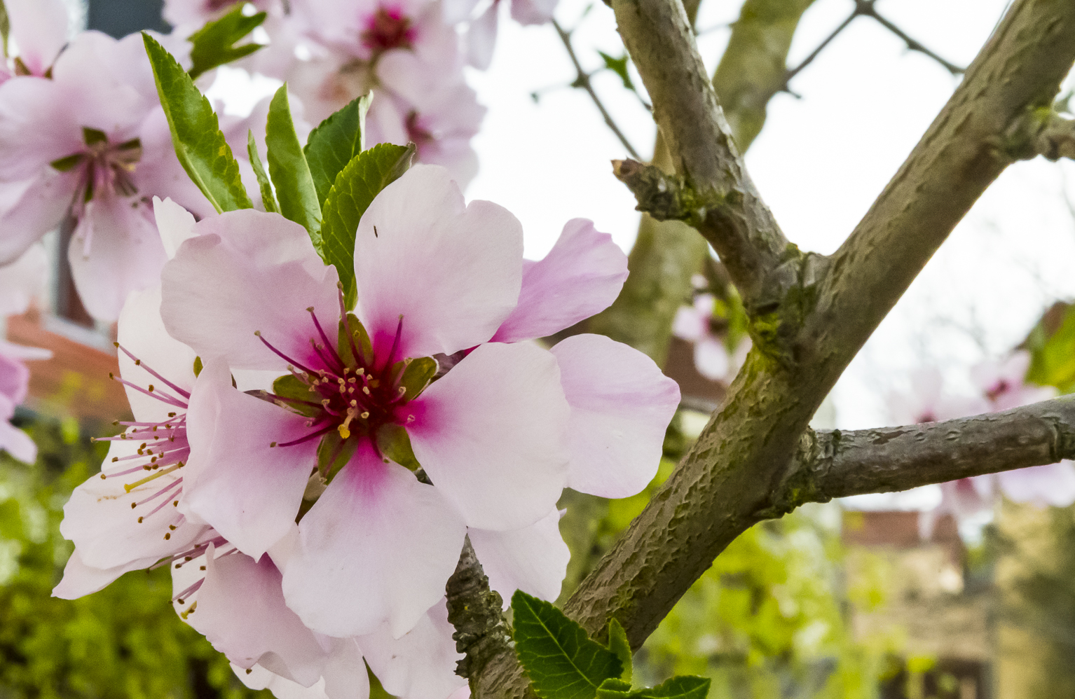 Mandelblüte