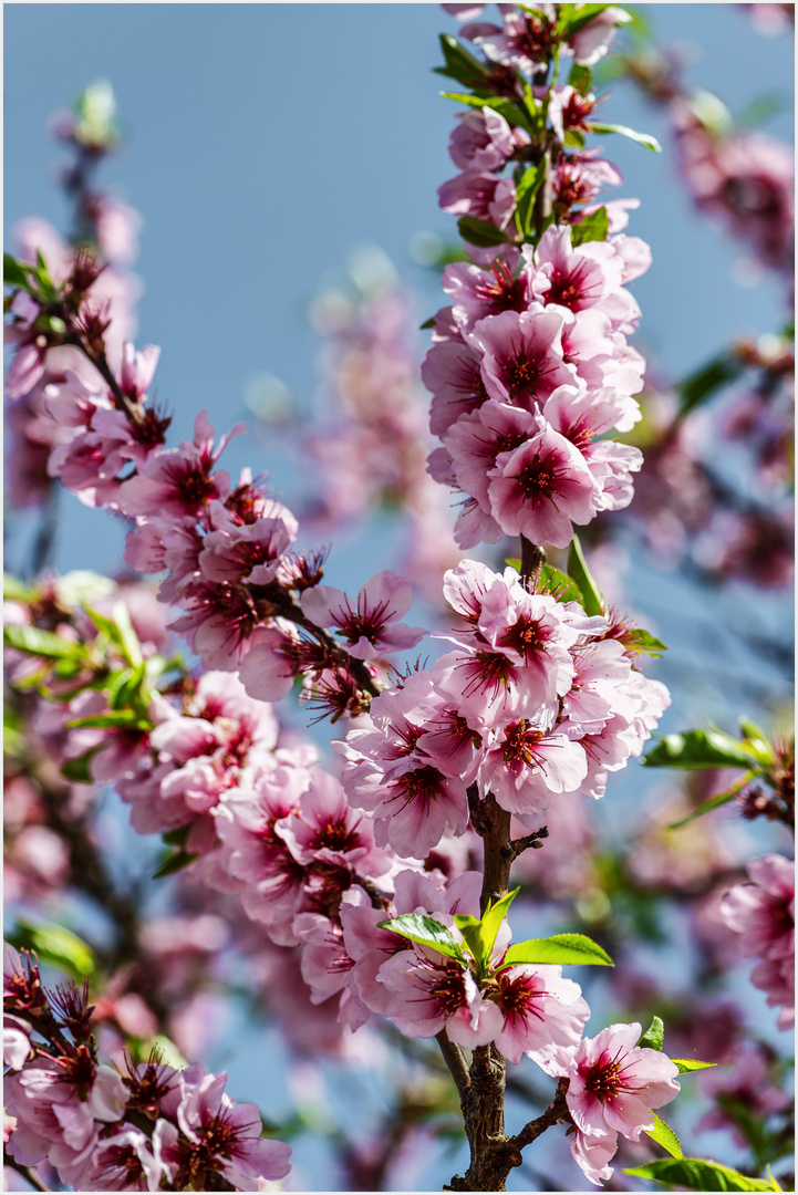 Mandelblüte