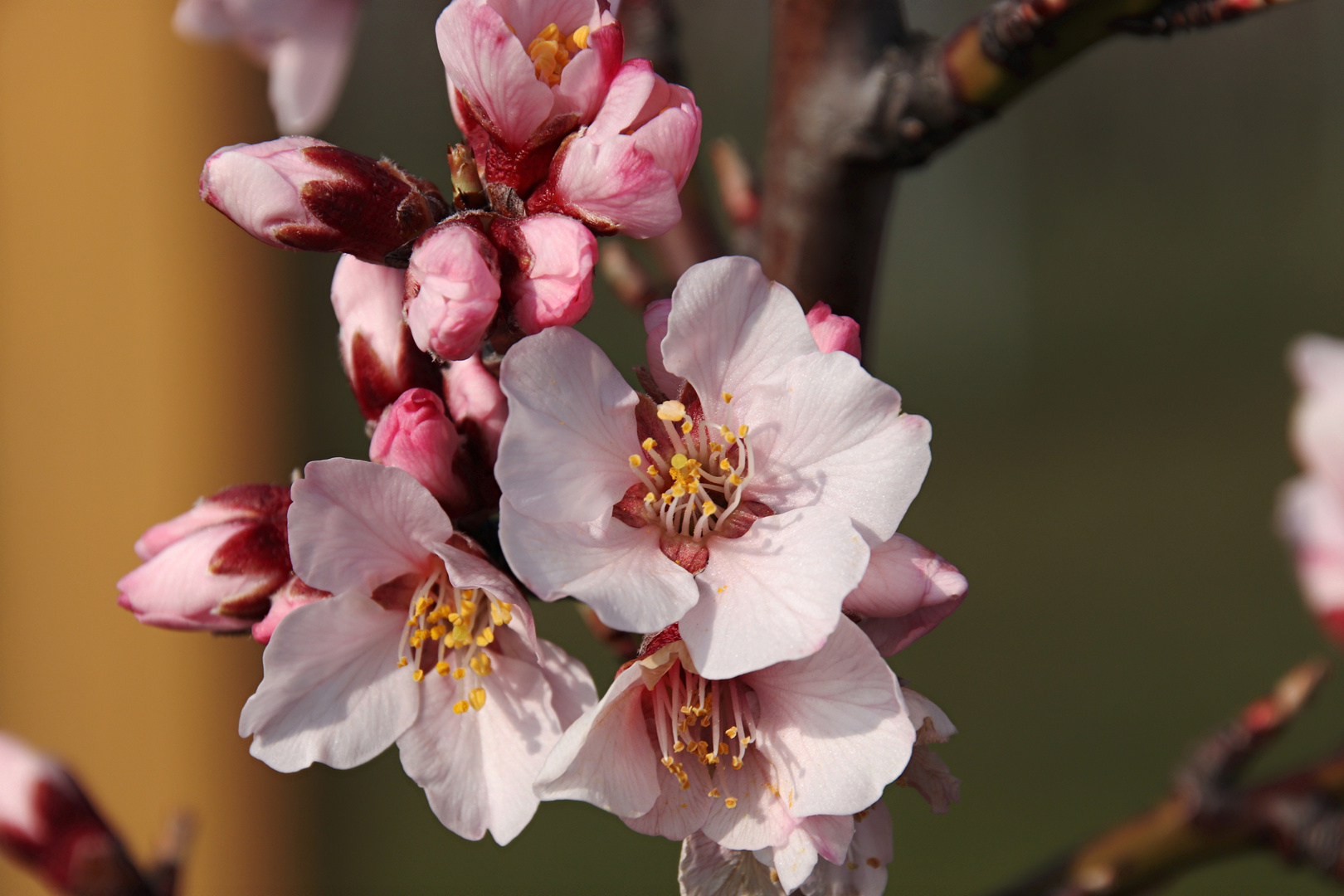 Mandelblüte