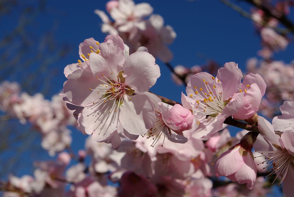 Mandelblüte