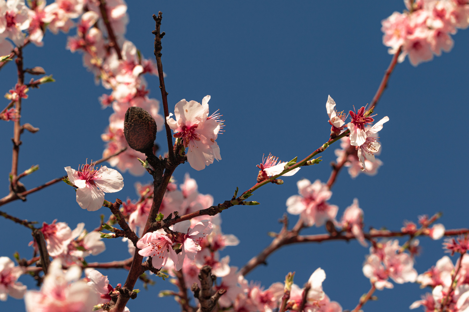 Mandelblüte