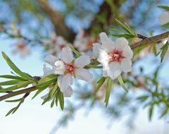 Mandelblüte..