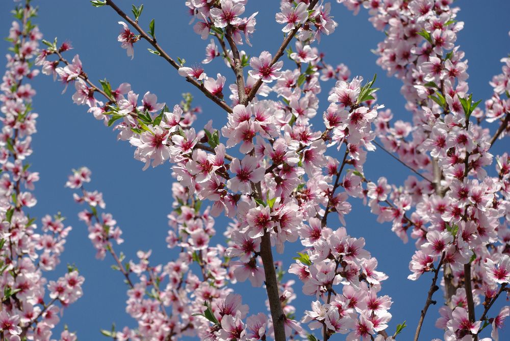 Mandelblüte