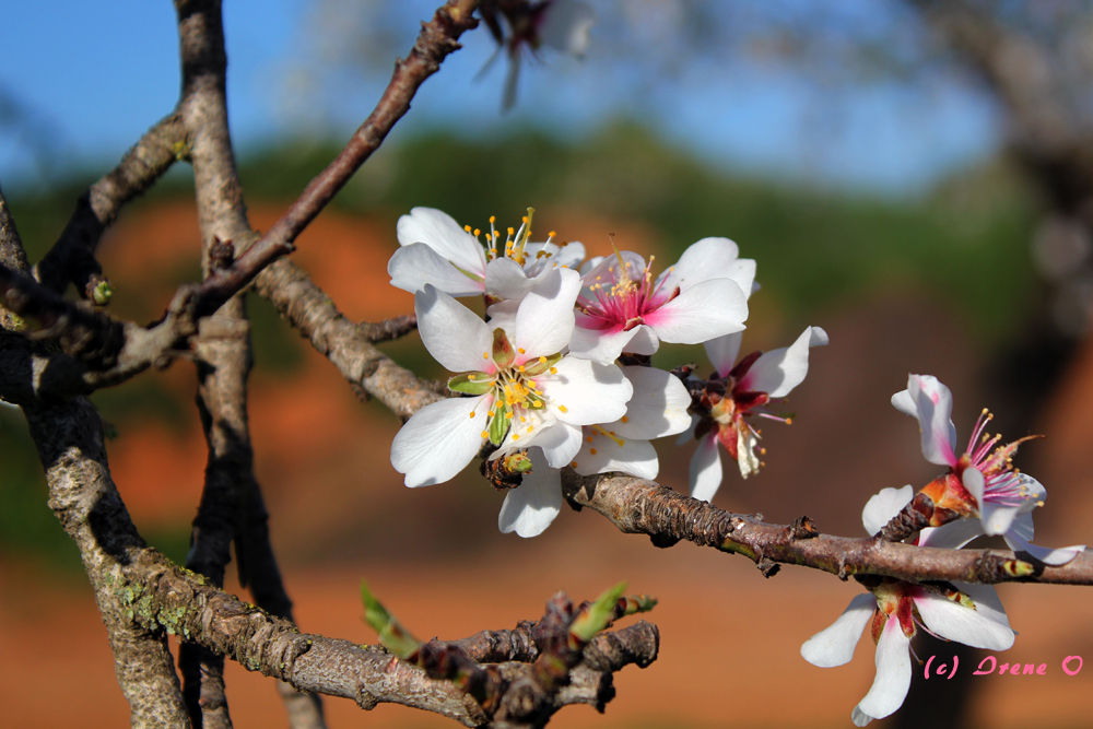 Mandelblüte Ende Februar