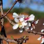 Mandelblüte Ende Februar