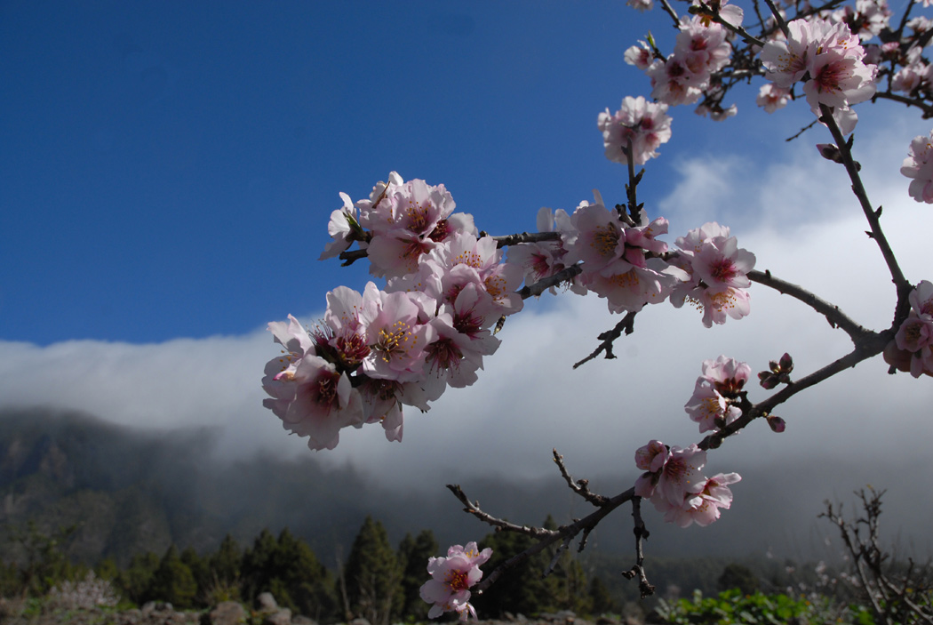 Mandelblüte Ende Januar