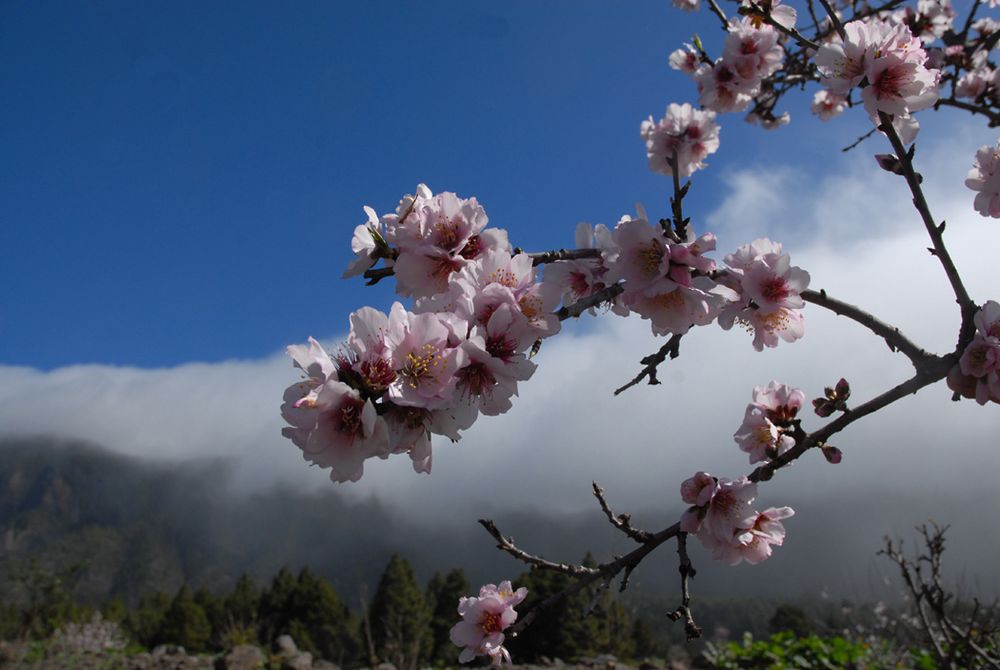 Mandelblüte Ende Januar