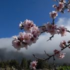 Mandelblüte Ende Januar