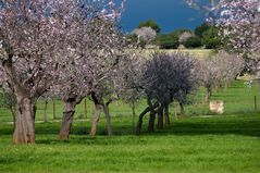 Mandelblüte - endlich Frühling