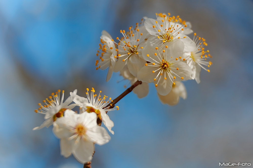 Mandelblüte