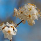 Mandelblüte