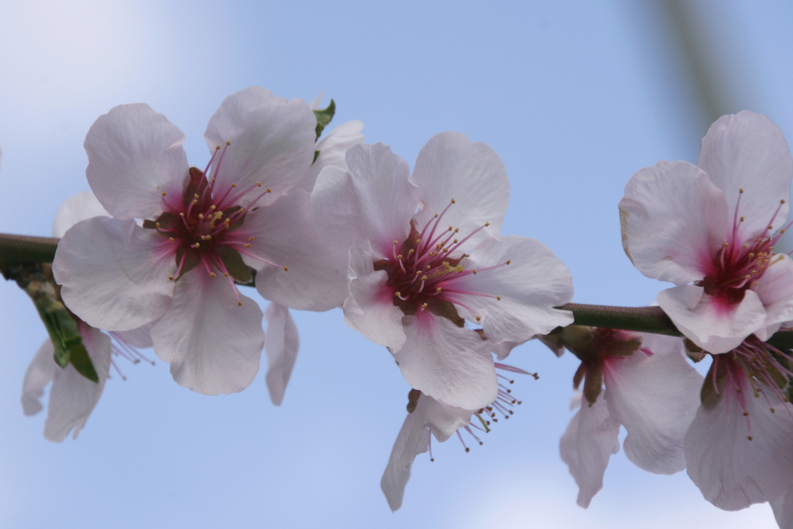 Mandelblüte