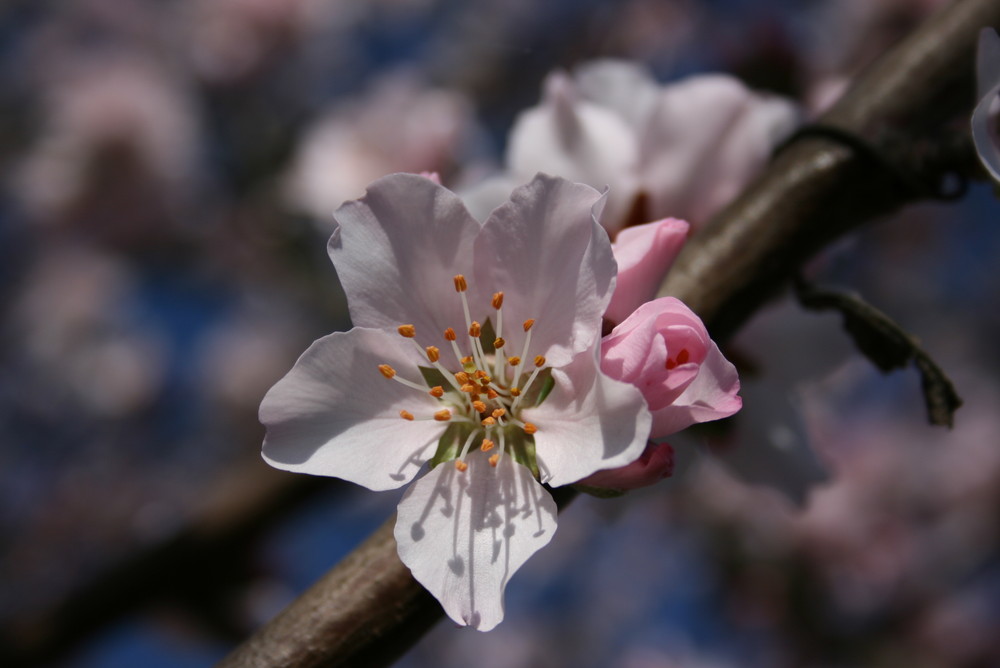 Mandelblüte