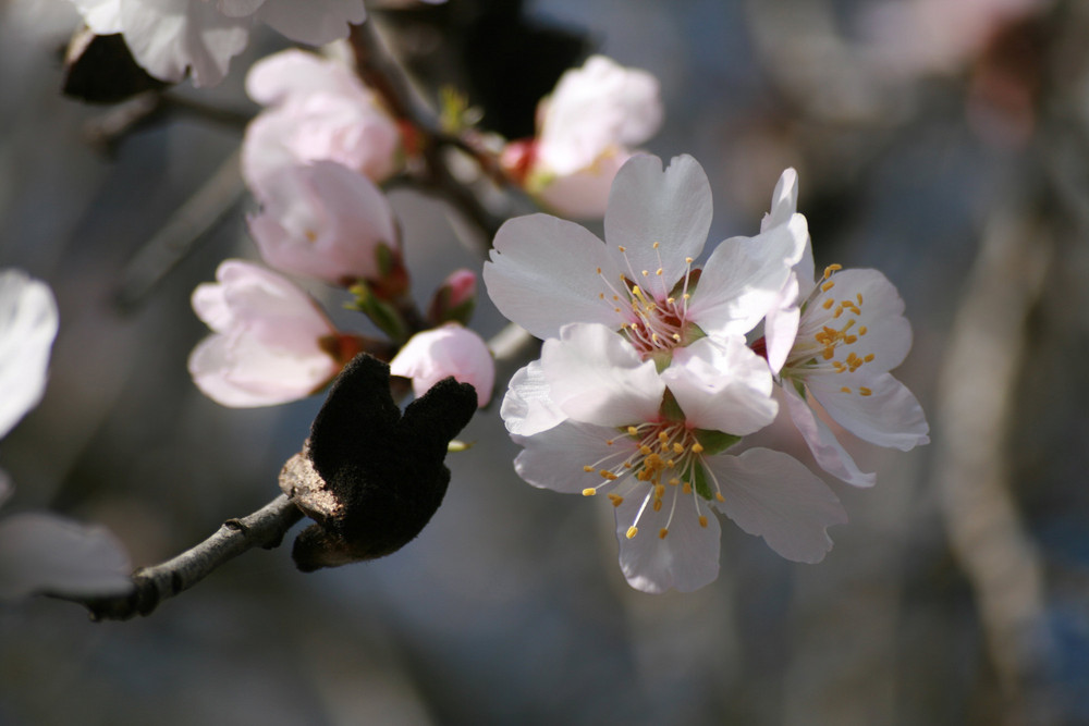 Mandelblüte