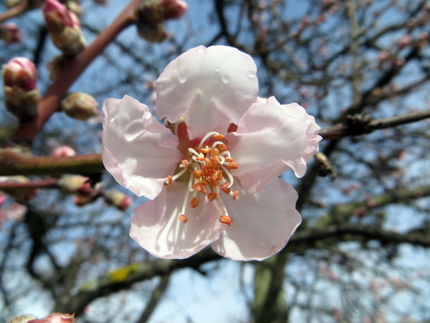 Mandelblüte