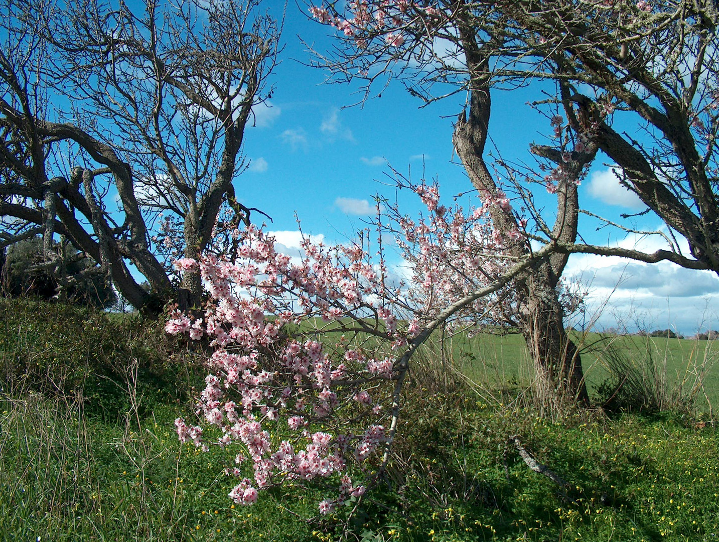 Mandelblüte