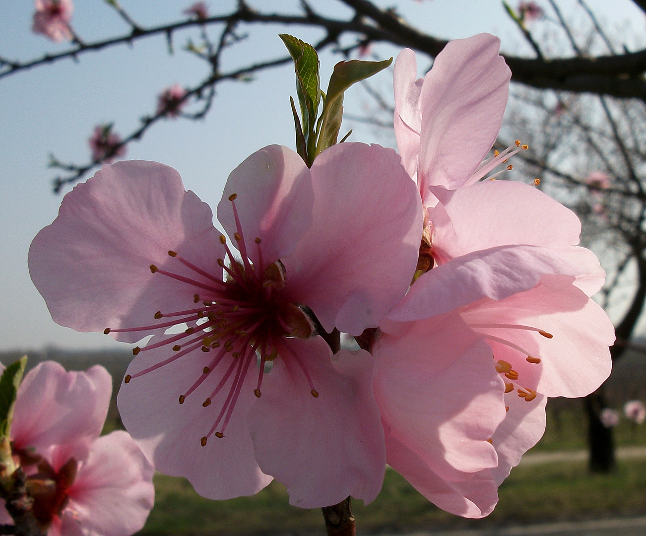 Mandelblüte