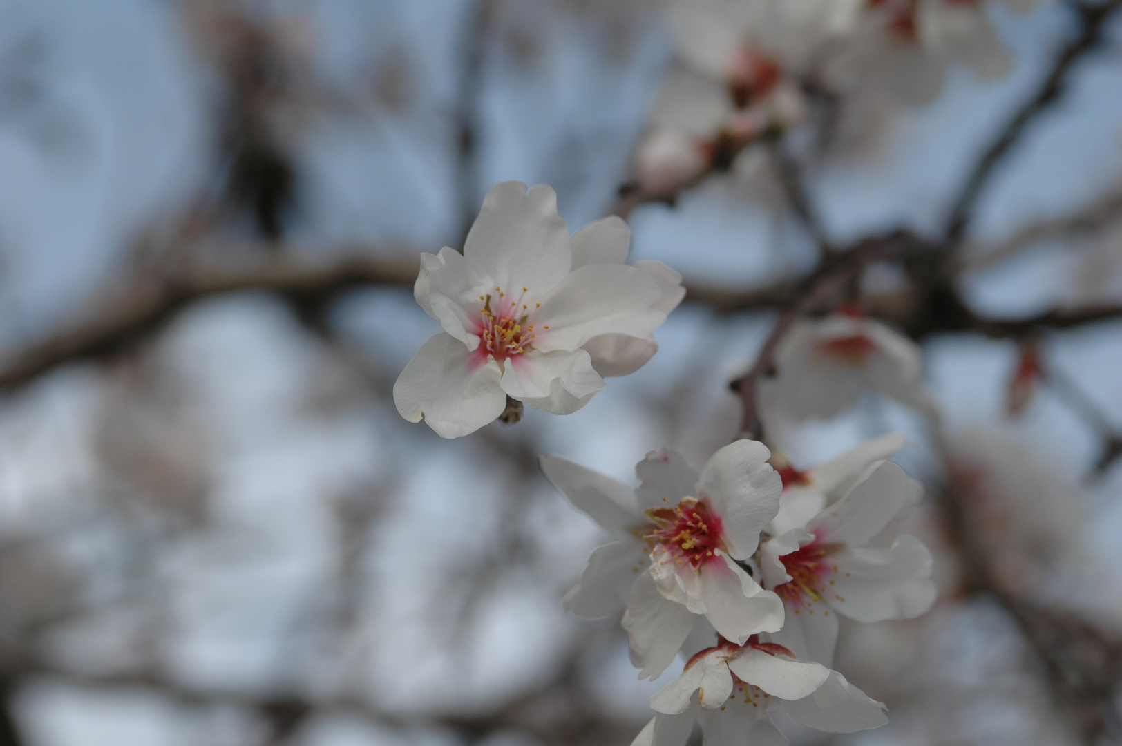 Mandelblüte