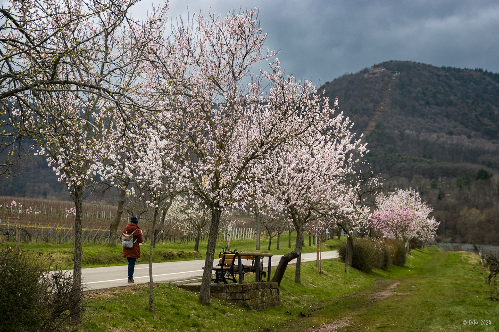 Mandelblüte