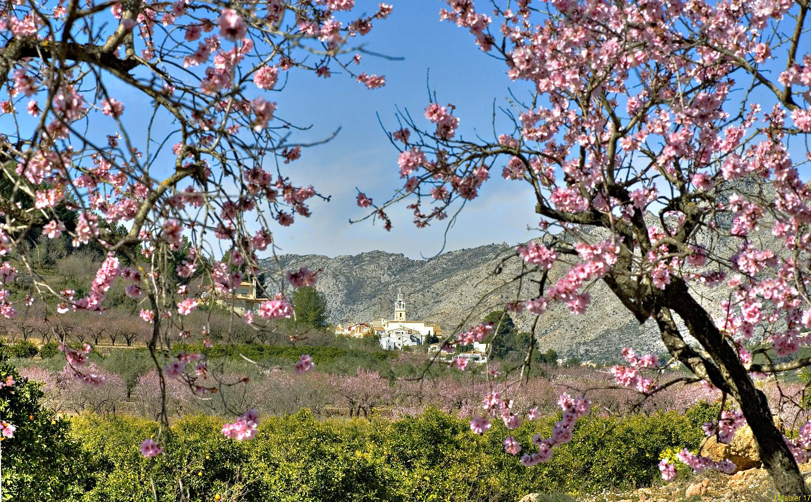 Mandelblüte 